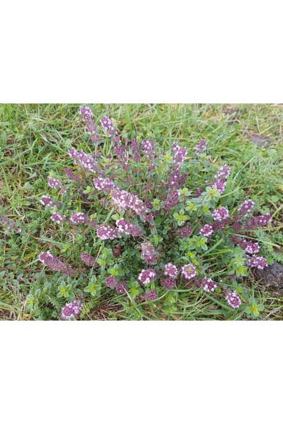 Чебрець перцевий подушкоподібний розлогий багаторічник